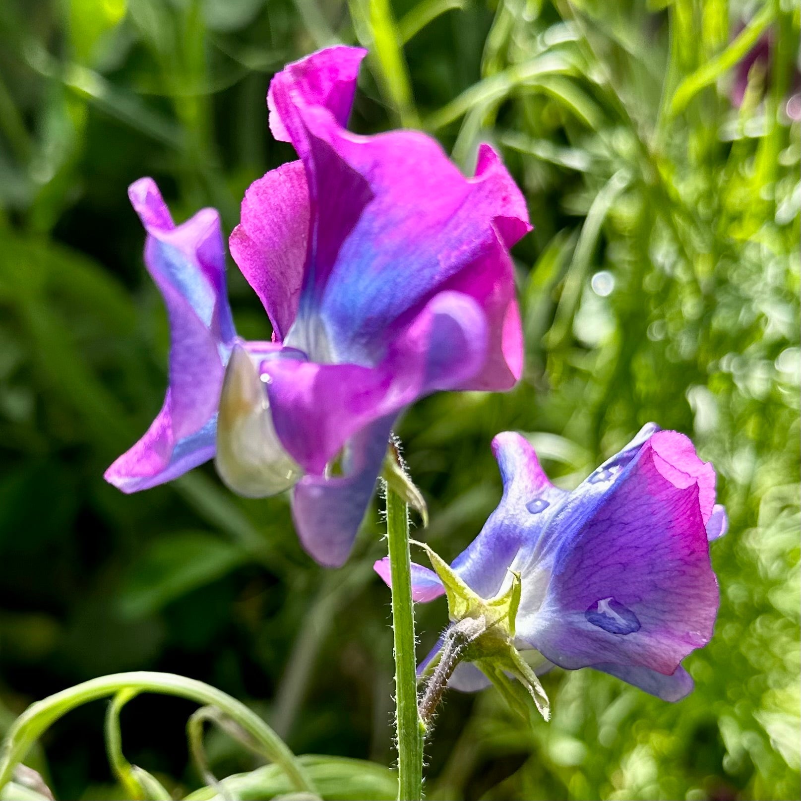 Sweet Pea ‘Blue Shift’ Seeds - Hollyhock Hill