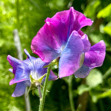 Load image into Gallery viewer, Sweet Pea ‘Blue Shift’ Seeds - Hollyhock Hill
