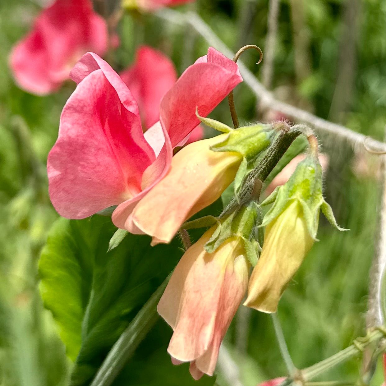 Sweet Pea ‘Candy Floss’ Seeds COMING SOON - Hollyhock Hill