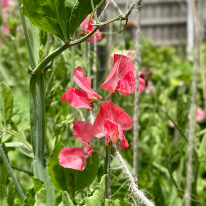 Sweet Pea ‘Candy Floss’ Seeds COMING SOON - Hollyhock Hill