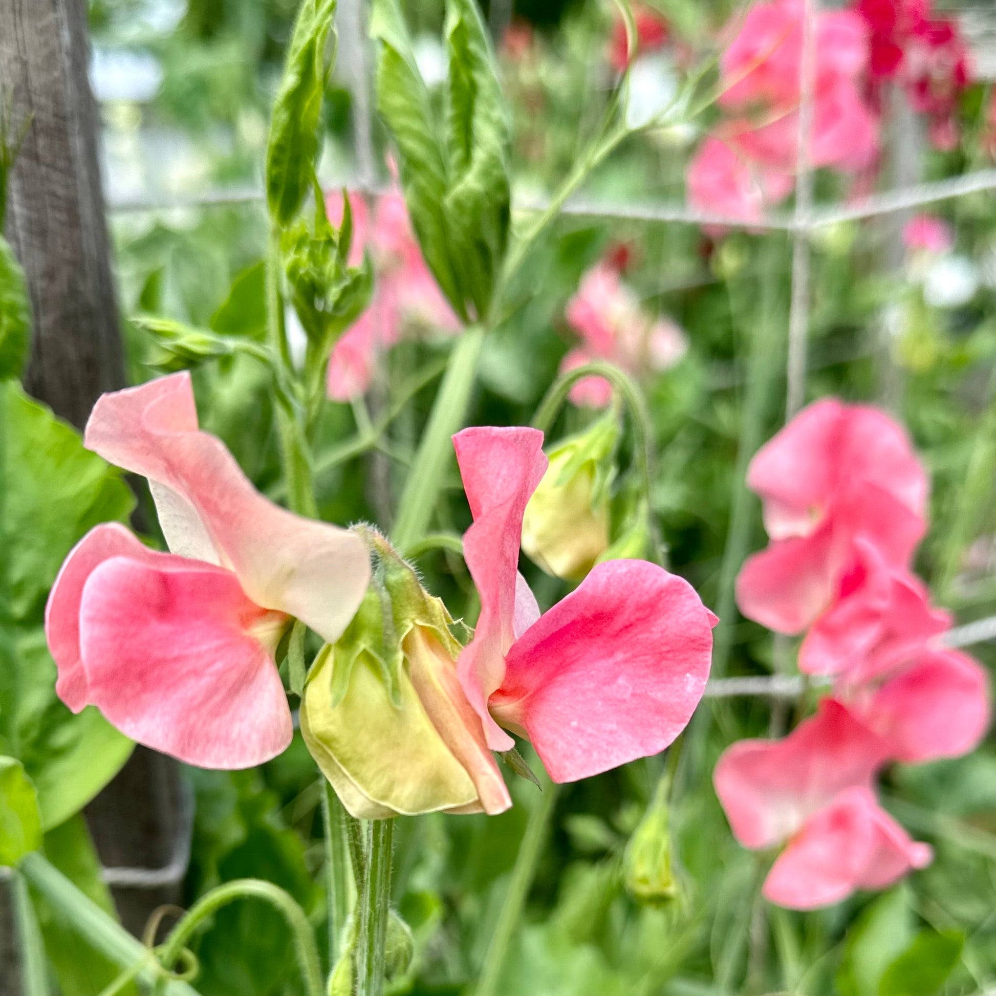 Sweet Pea ‘Candy Floss’ Seeds COMING SOON - Hollyhock Hill