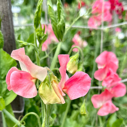Sweet Pea ‘Candy Floss’ Seeds COMING SOON - Hollyhock Hill