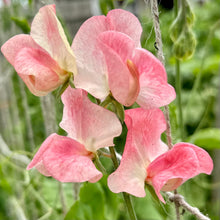 Load image into Gallery viewer, Sweet Pea ‘Candy Floss’ Seeds COMING SOON - Hollyhock Hill
