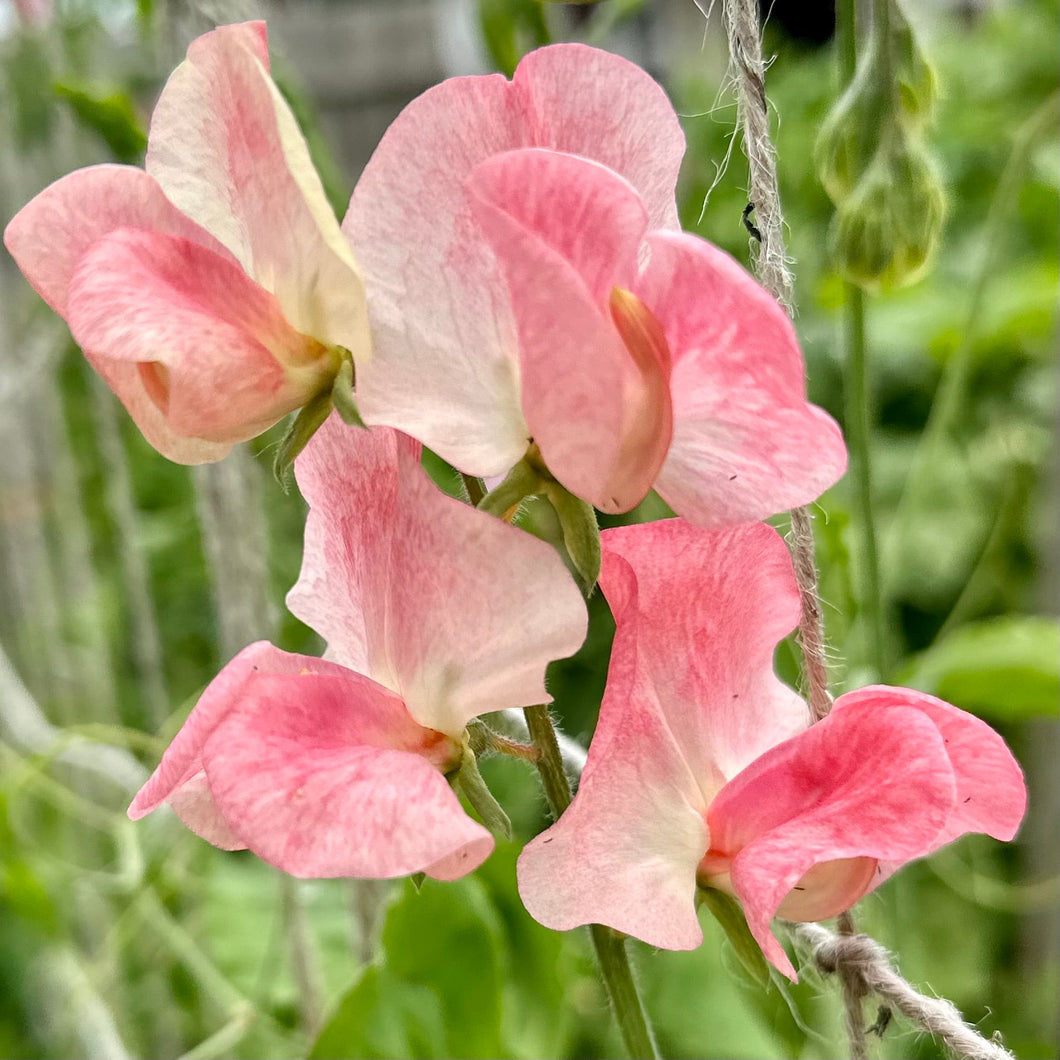 Sweet Pea ‘Candy Floss’ Seeds COMING SOON - Hollyhock Hill