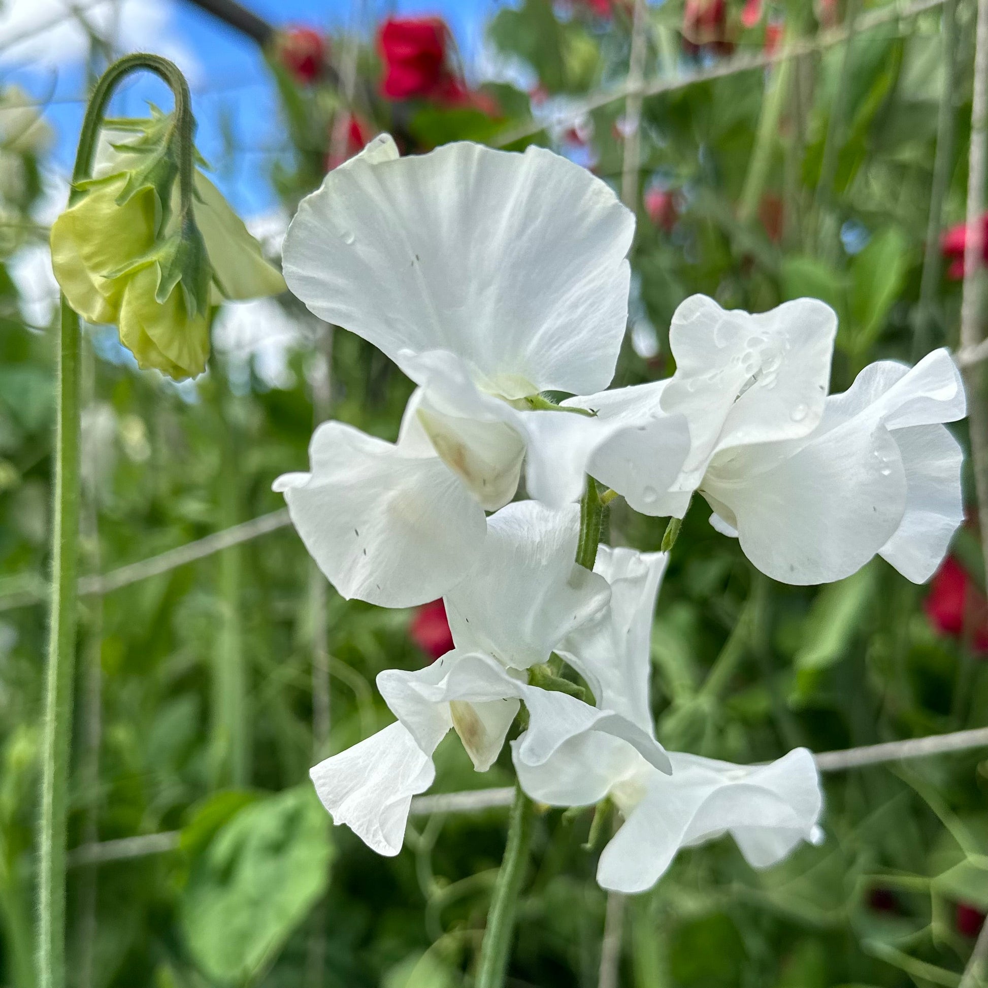Sweet Pea ‘Cathy’ Seeds - Hollyhock Hill