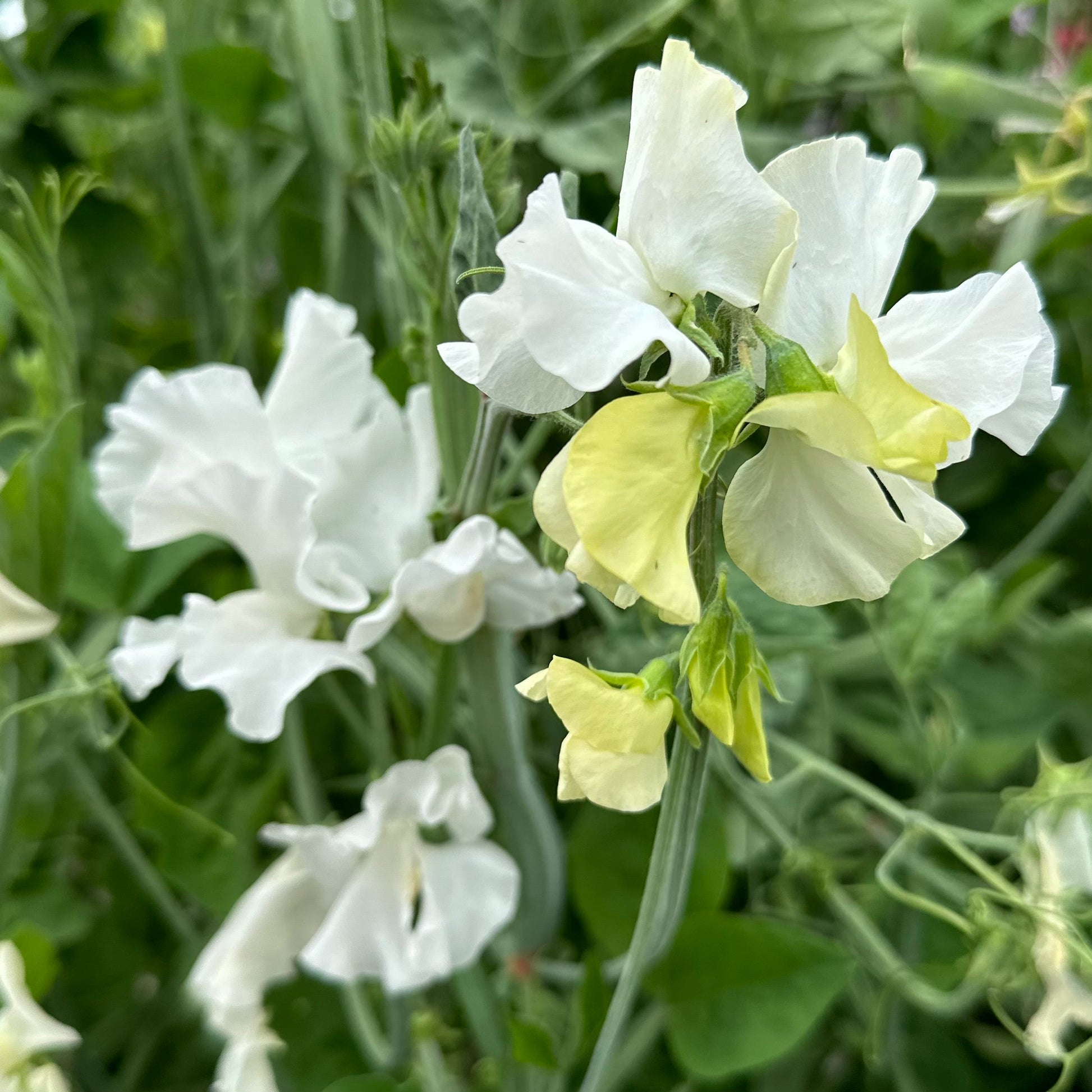 Sweet Pea ‘Cathy’ Seeds - Hollyhock Hill