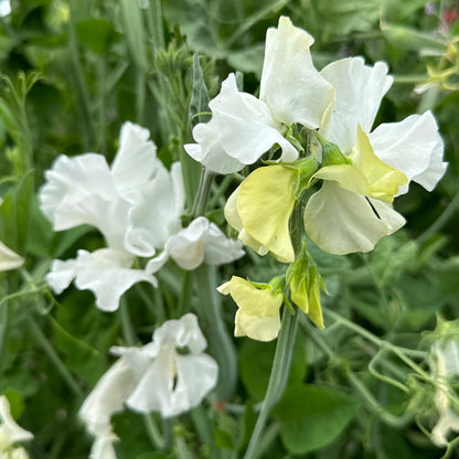 Sweet Pea ‘Cathy’ Seeds - Hollyhock Hill