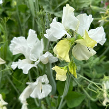 Load image into Gallery viewer, Sweet Pea ‘Cathy’ Seeds - Hollyhock Hill
