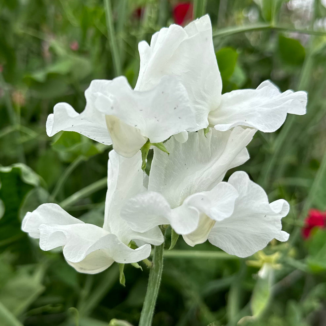 Sweet Pea ‘Cathy’ Seeds - Hollyhock Hill