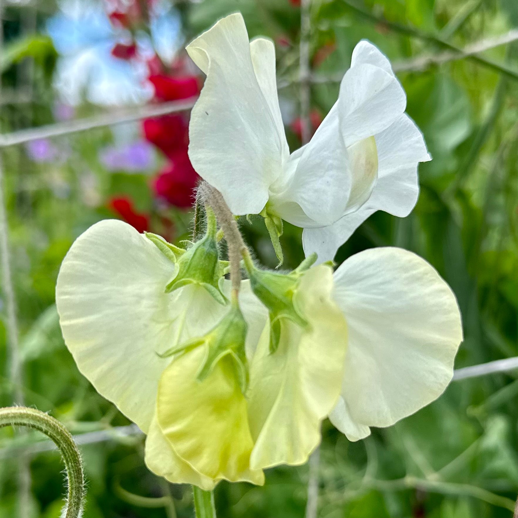 Sweet Pea ‘Cathy’ Seeds - Hollyhock Hill