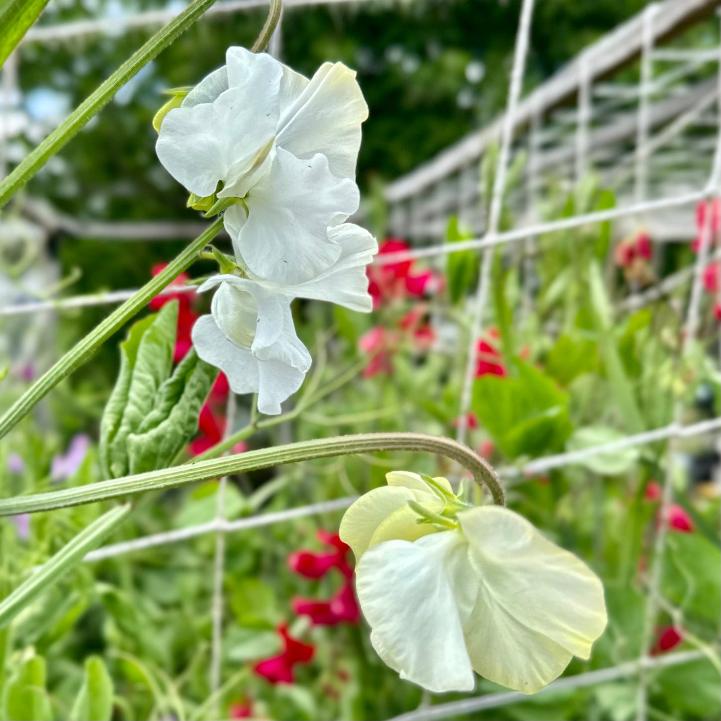 Sweet Pea ‘Cathy’ Seeds - Hollyhock Hill