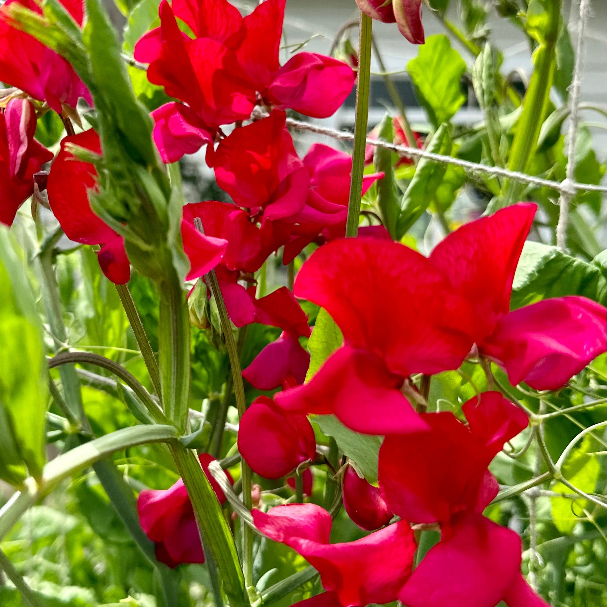 Sweet Pea ‘Clementine Kiss’ Seeds - Hollyhock Hill