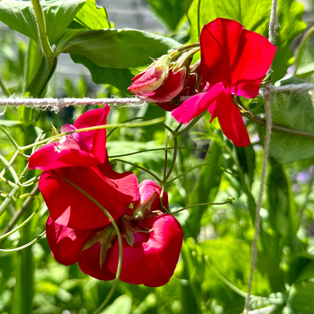 Sweet Pea ‘Clementine Kiss’ Seeds - Hollyhock Hill