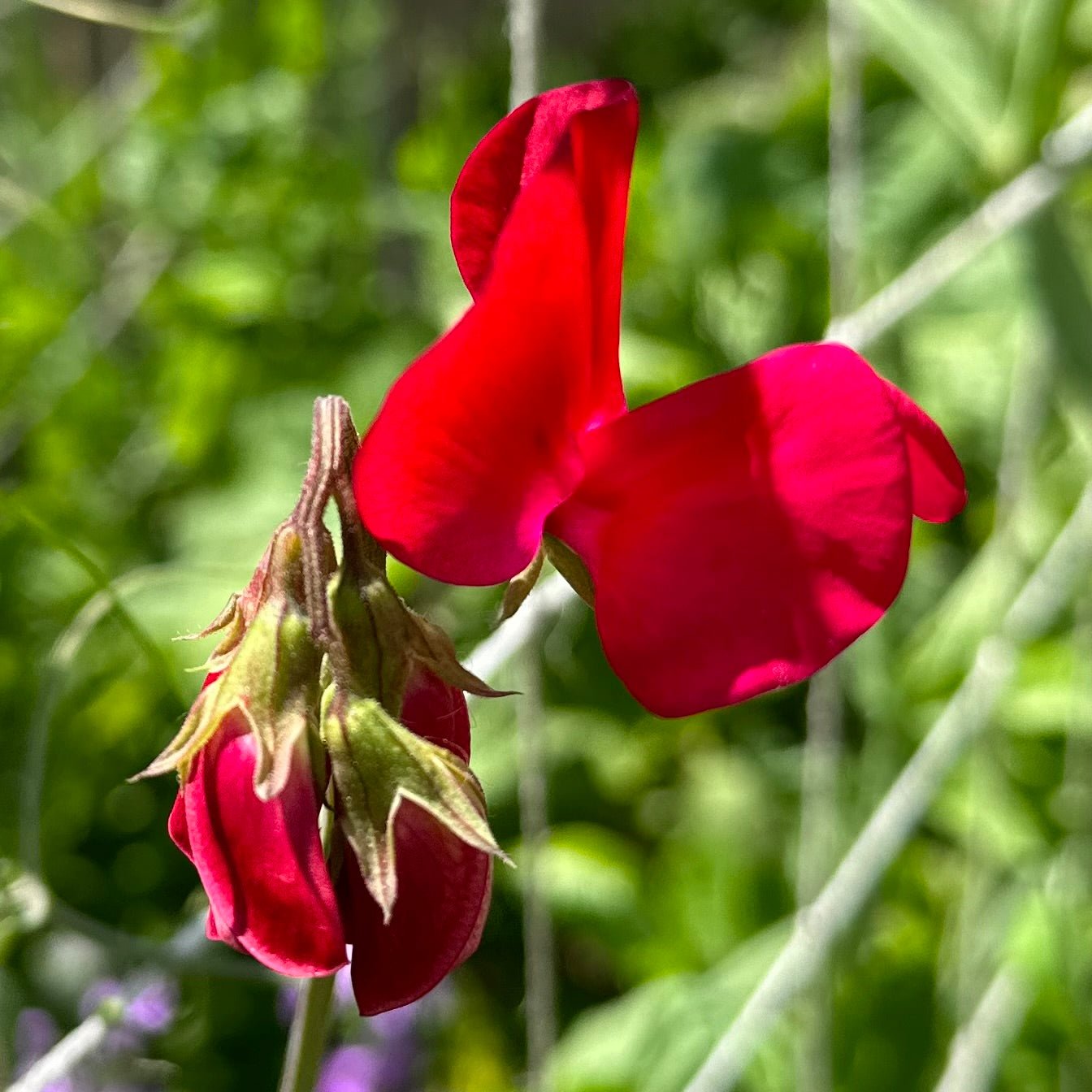 Sweet Pea ‘Clementine Kiss’ Seeds - Hollyhock Hill
