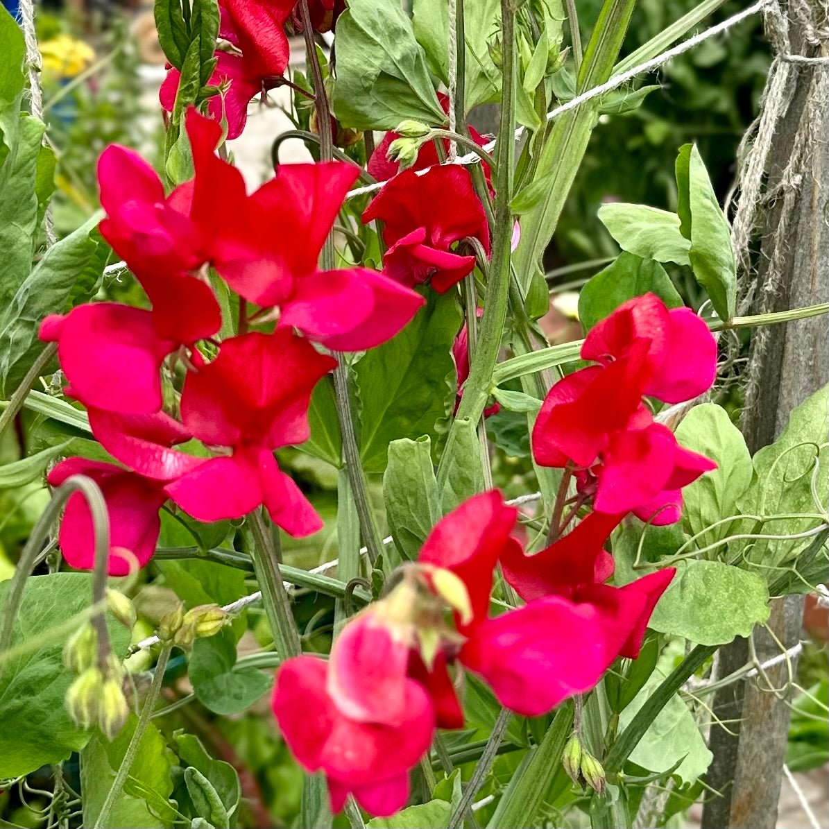 Sweet Pea ‘Clementine Kiss’ Seeds - Hollyhock Hill