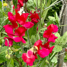 Load image into Gallery viewer, Sweet Pea ‘Clementine Kiss’ Seeds - Hollyhock Hill
