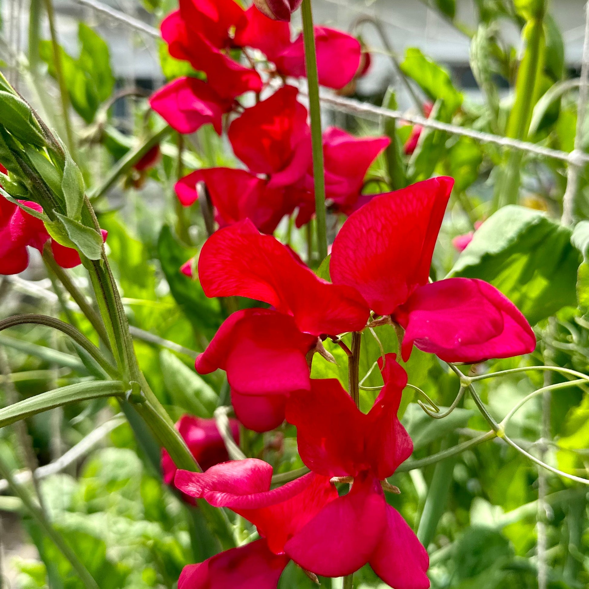 Sweet Pea ‘Clementine Kiss’ Seeds - Hollyhock Hill