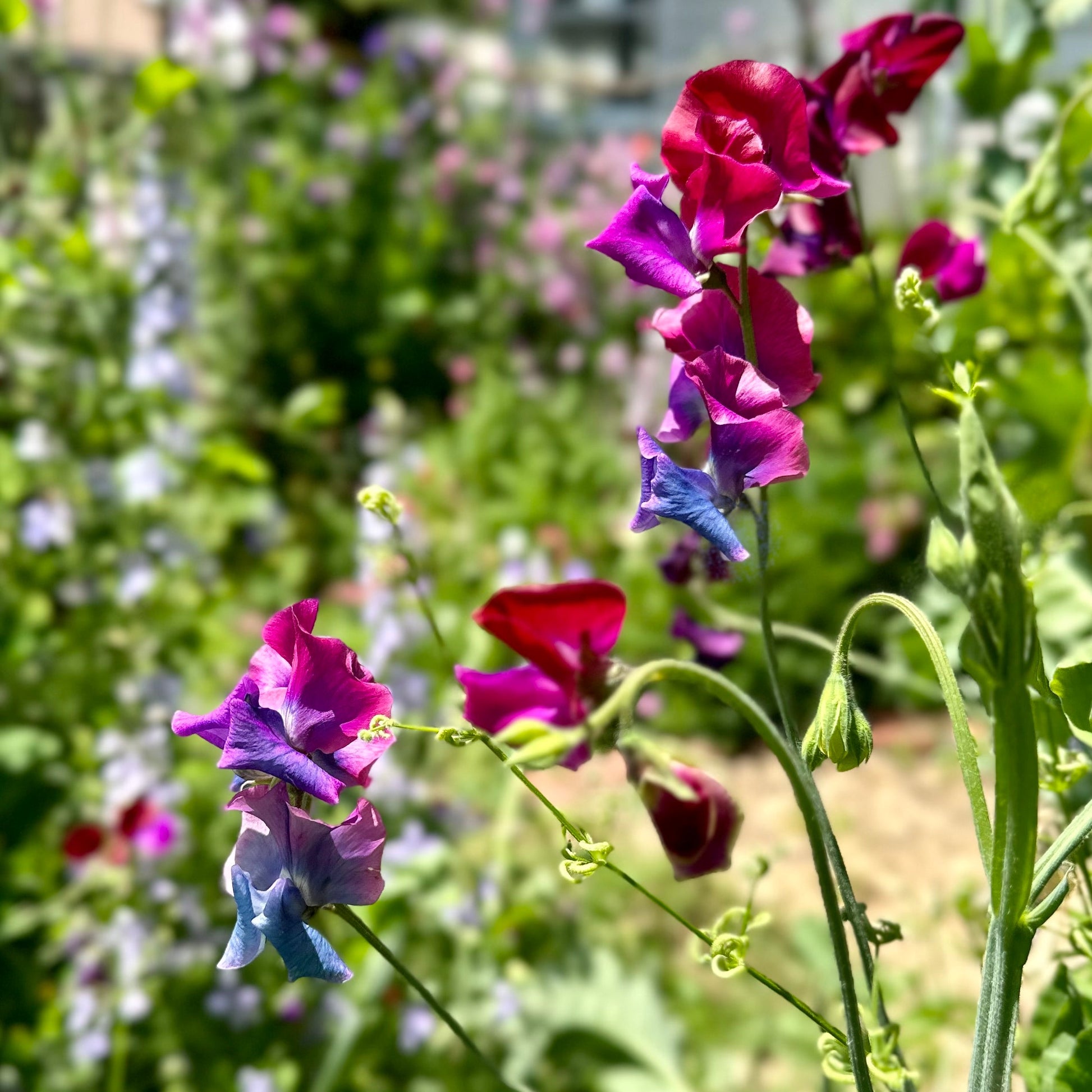 Sweet Pea Cottage Mix Seeds - Hollyhock Hill