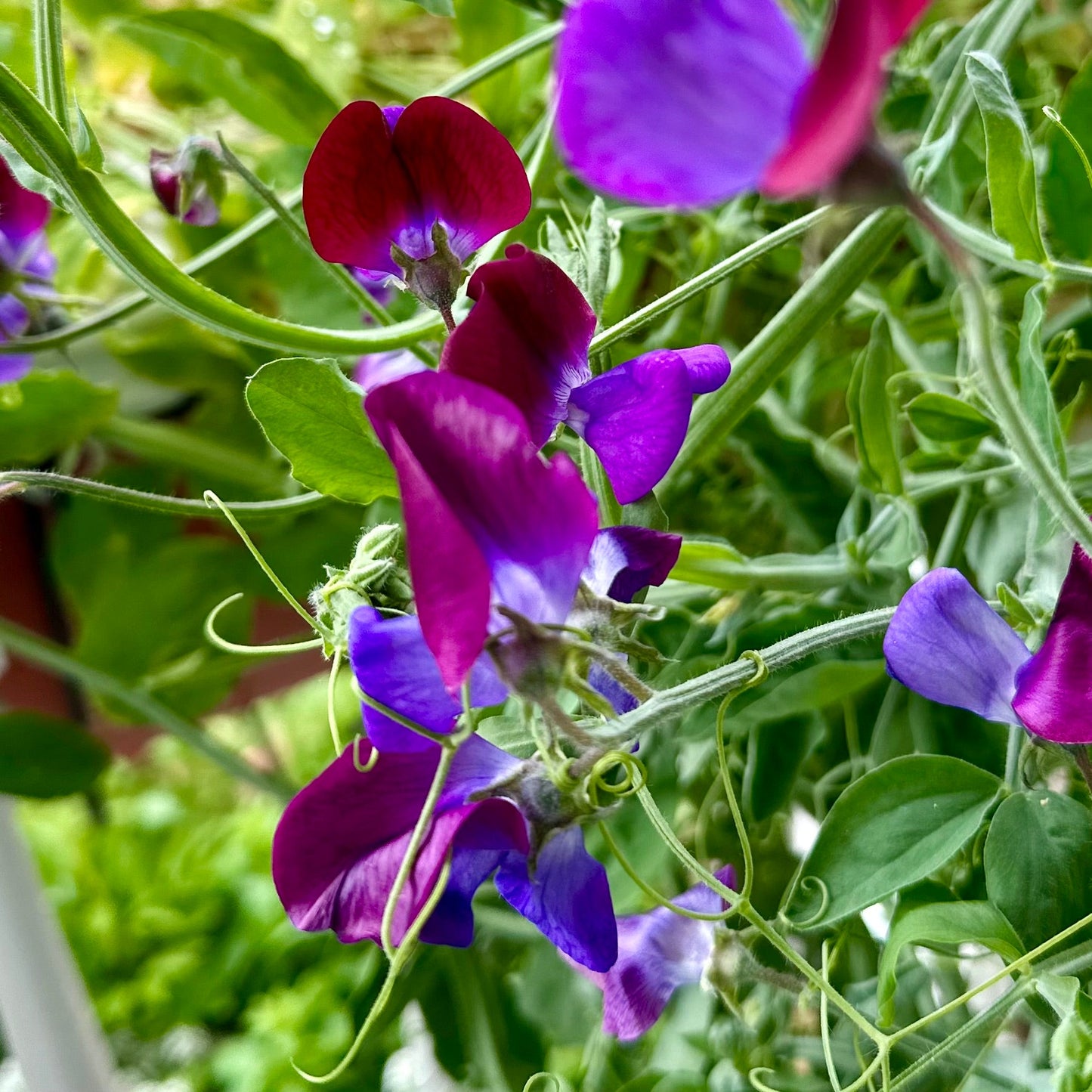 Sweet Pea 'Cupani’ Seeds COMING SOON - Hollyhock Hill
