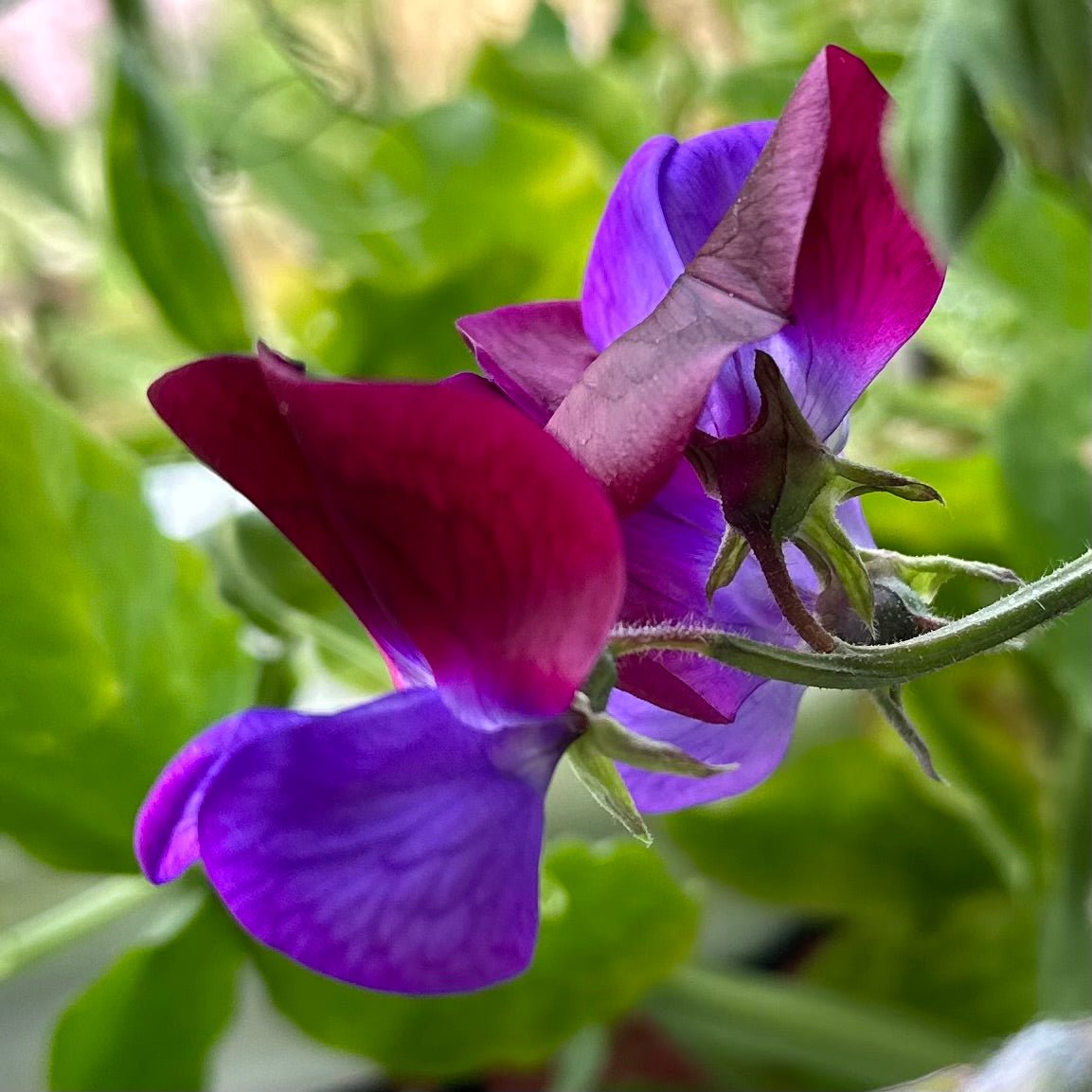 Sweet Pea 'Cupani’ Seeds COMING SOON - Hollyhock Hill