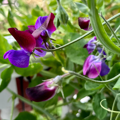 Sweet Pea 'Cupani’ Seeds COMING SOON - Hollyhock Hill