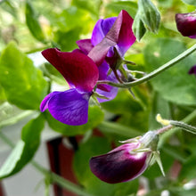 Load image into Gallery viewer, Sweet Pea &#39;Cupani’ Seeds COMING SOON - Hollyhock Hill
