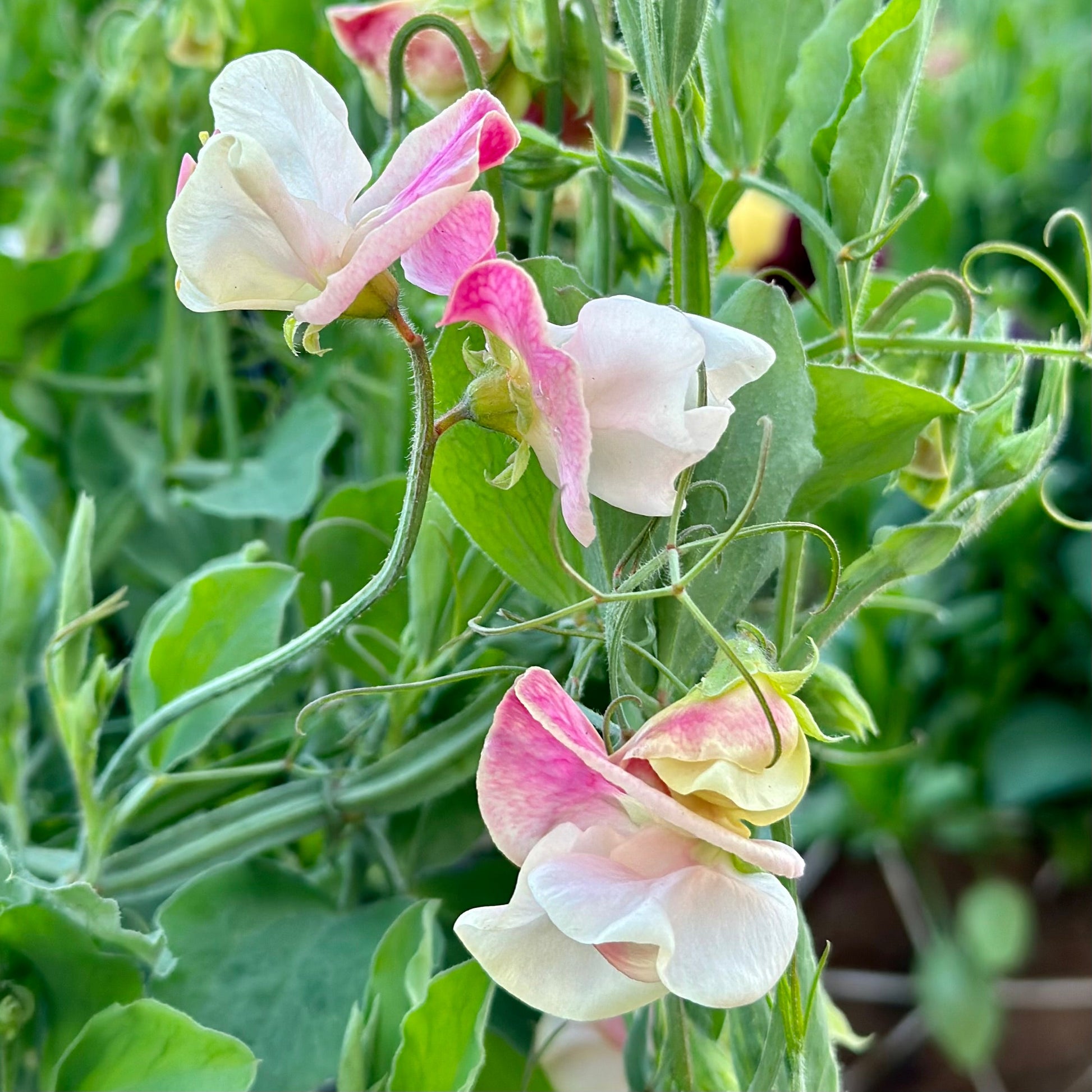 Sweet Pea 'Cupid Pink' Seeds COMING SOON - Hollyhock Hill