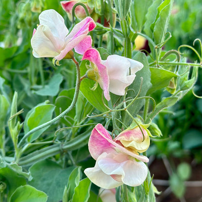 Sweet Pea 'Cupid Pink' Seeds COMING SOON - Hollyhock Hill