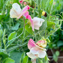 Load image into Gallery viewer, Sweet Pea &#39;Cupid Pink&#39; Seeds COMING SOON - Hollyhock Hill
