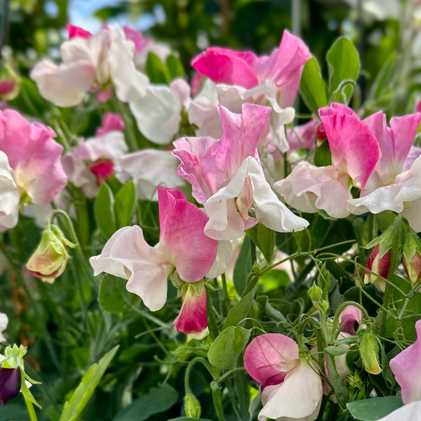 Sweet Pea 'Cupid Pink' Seeds COMING SOON - Hollyhock Hill
