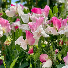 Load image into Gallery viewer, Sweet Pea &#39;Cupid Pink&#39; Seeds COMING SOON - Hollyhock Hill
