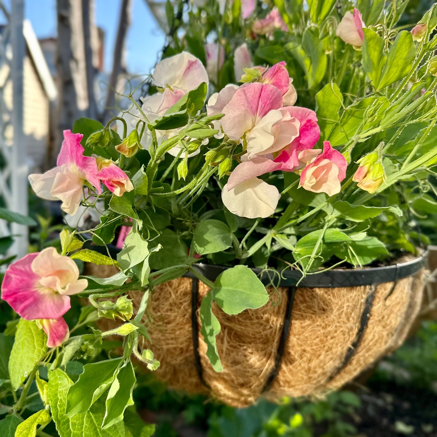 Sweet Pea 'Cupid Pink' Seeds COMING SOON - Hollyhock Hill
