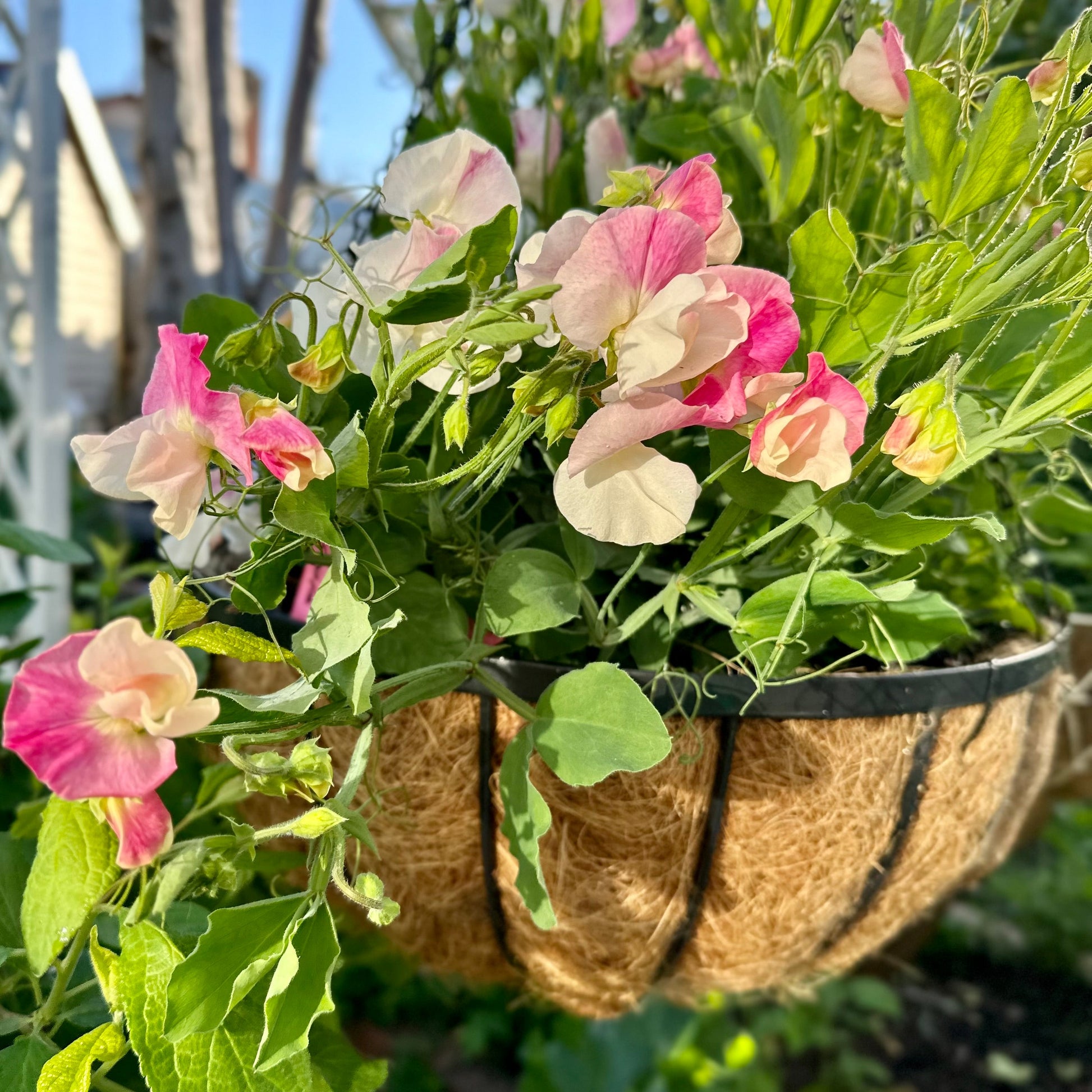 Sweet Pea 'Cupid Pink' Seeds COMING SOON - Hollyhock Hill