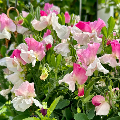 Sweet Pea 'Cupid Pink' Seeds COMING SOON - Hollyhock Hill