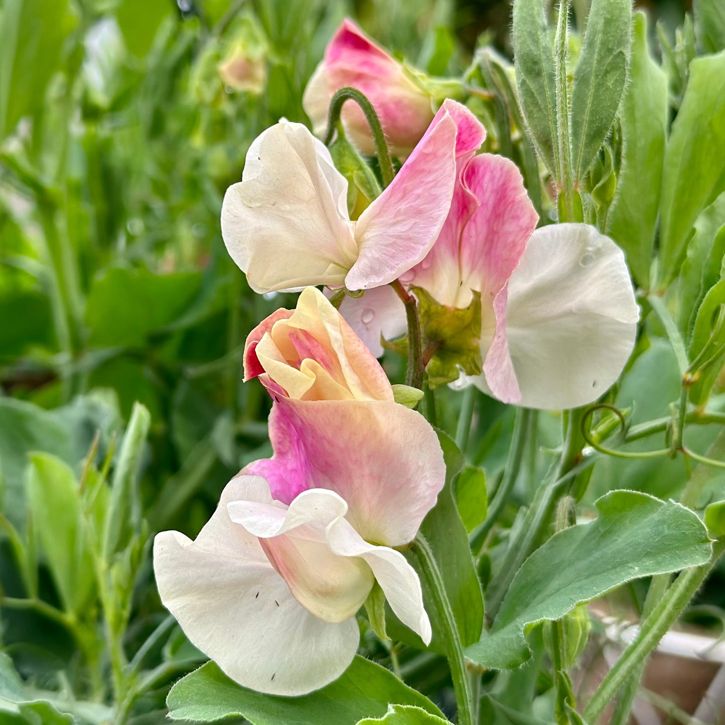 Sweet Pea 'Cupid Pink' Seeds COMING SOON - Hollyhock Hill