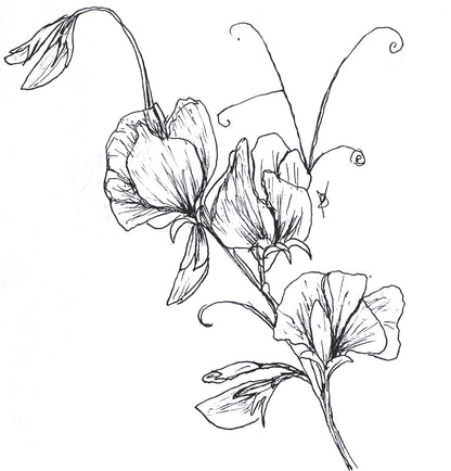 Sweet Pea 'Cupid Pink' Seeds COMING SOON - Hollyhock Hill