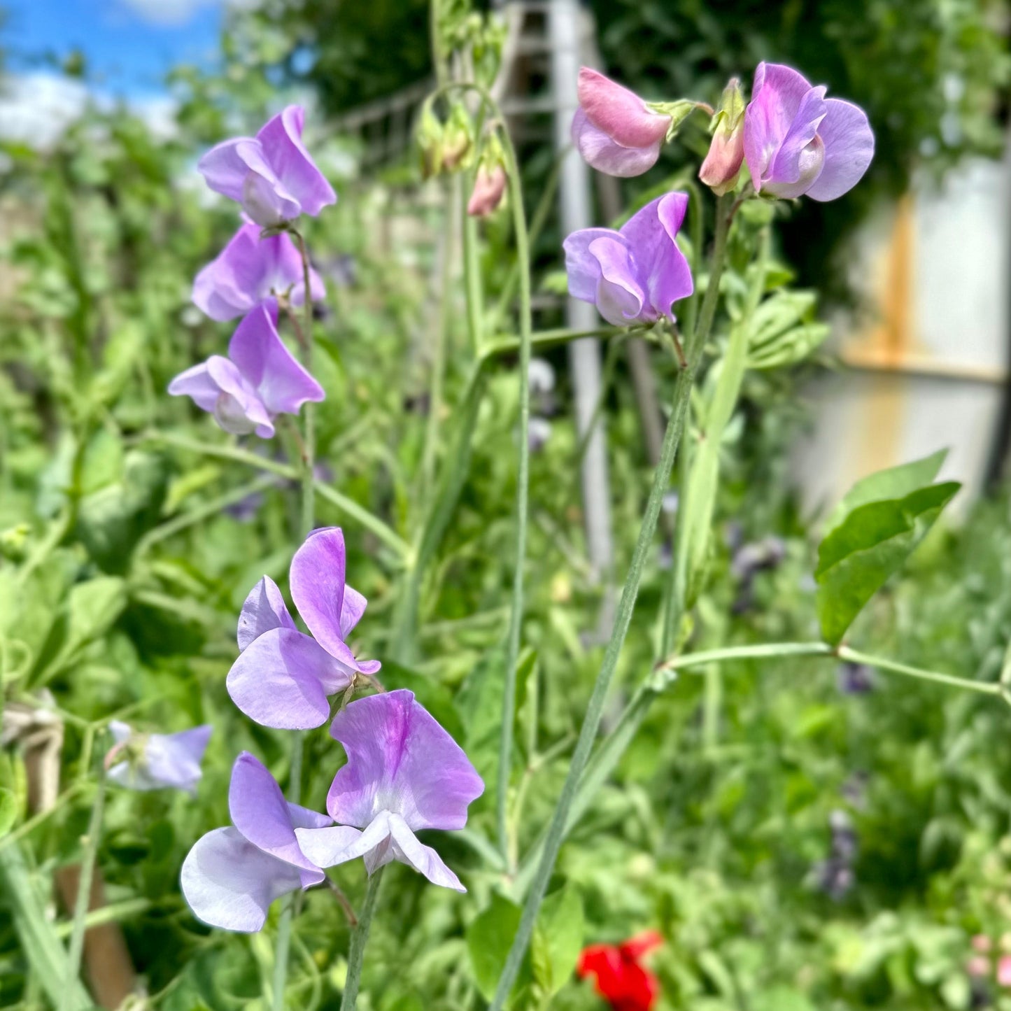 Sweet Pea ‘Leamington’ Seeds COMING SOON - Hollyhock Hill