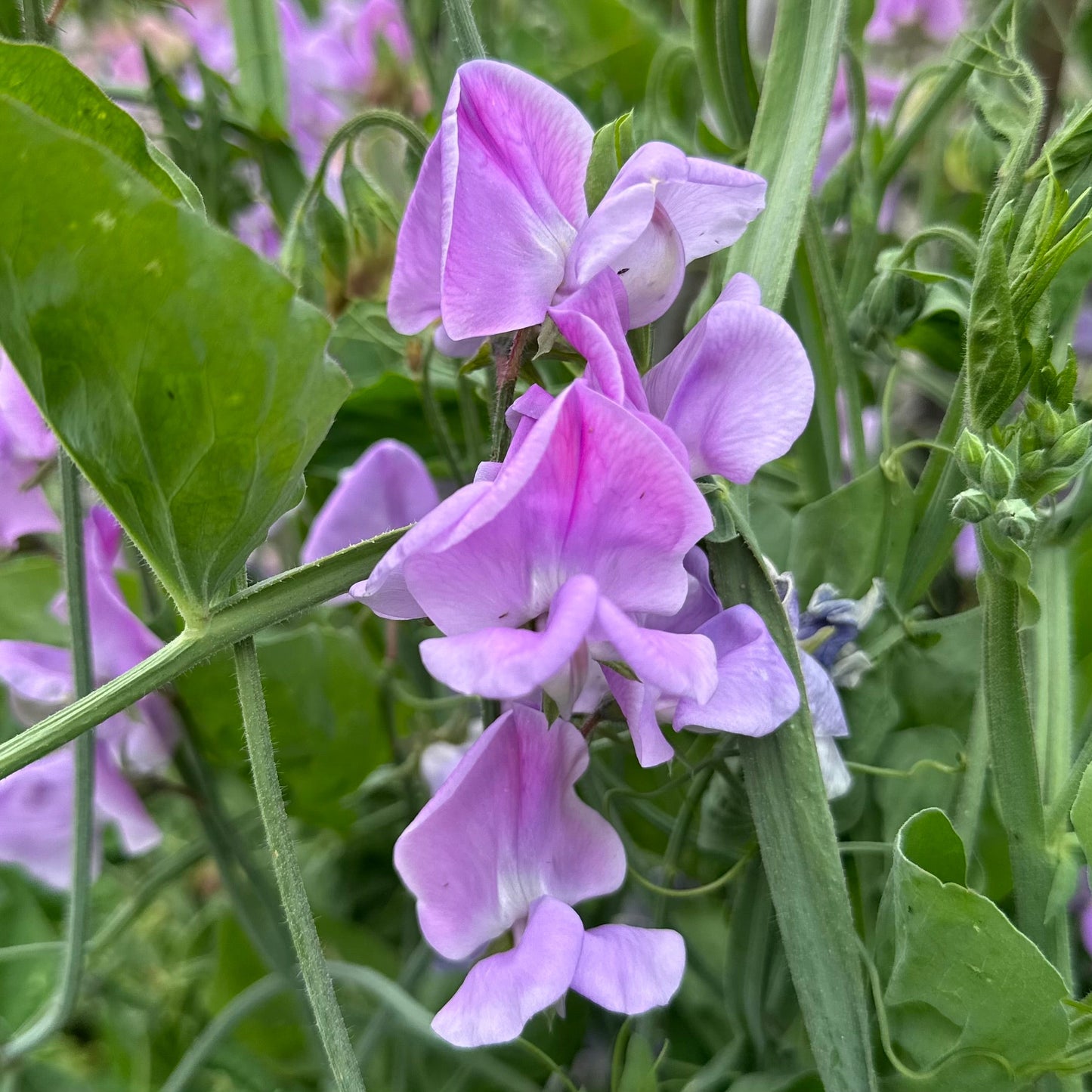 Sweet Pea ‘Leamington’ Seeds COMING SOON - Hollyhock Hill
