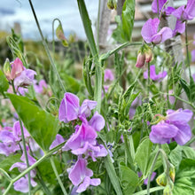 Load image into Gallery viewer, Sweet Pea ‘Leamington’ Seeds COMING SOON - Hollyhock Hill
