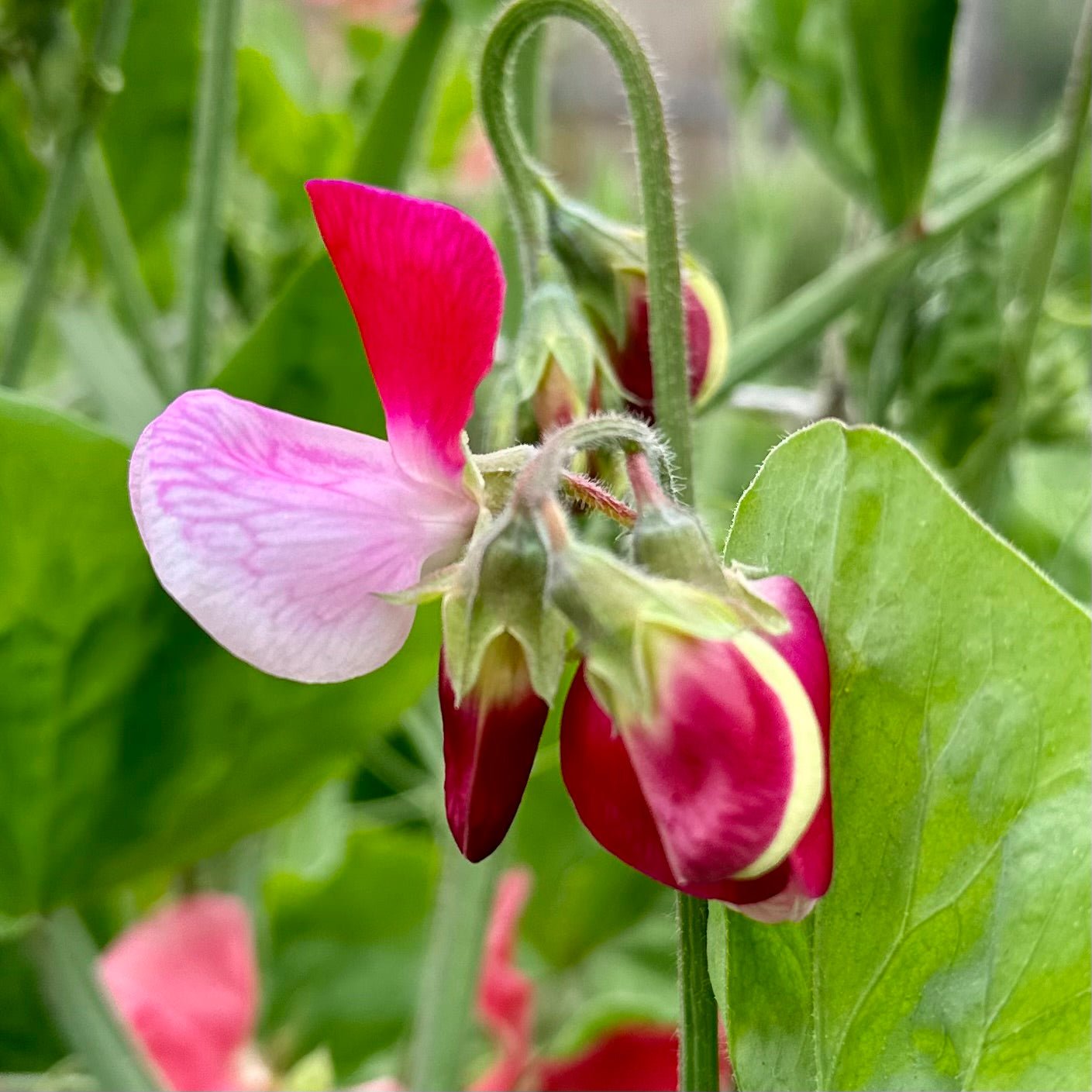 Sweet Pea ‘Little Red Riding Hood’ Seeds COMING SOON - Hollyhock Hill