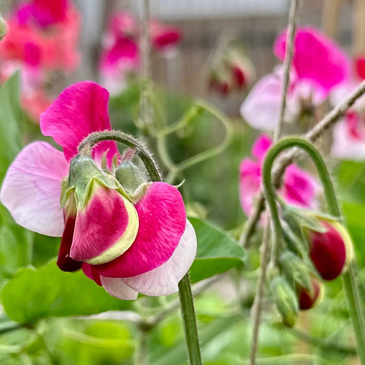 Sweet Pea ‘Little Red Riding Hood’ Seeds COMING SOON - Hollyhock Hill