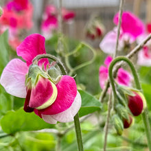 Load image into Gallery viewer, Sweet Pea ‘Little Red Riding Hood’ Seeds COMING SOON - Hollyhock Hill
