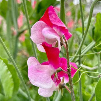 Sweet Pea ‘Little Red Riding Hood’ Seeds COMING SOON - Hollyhock Hill