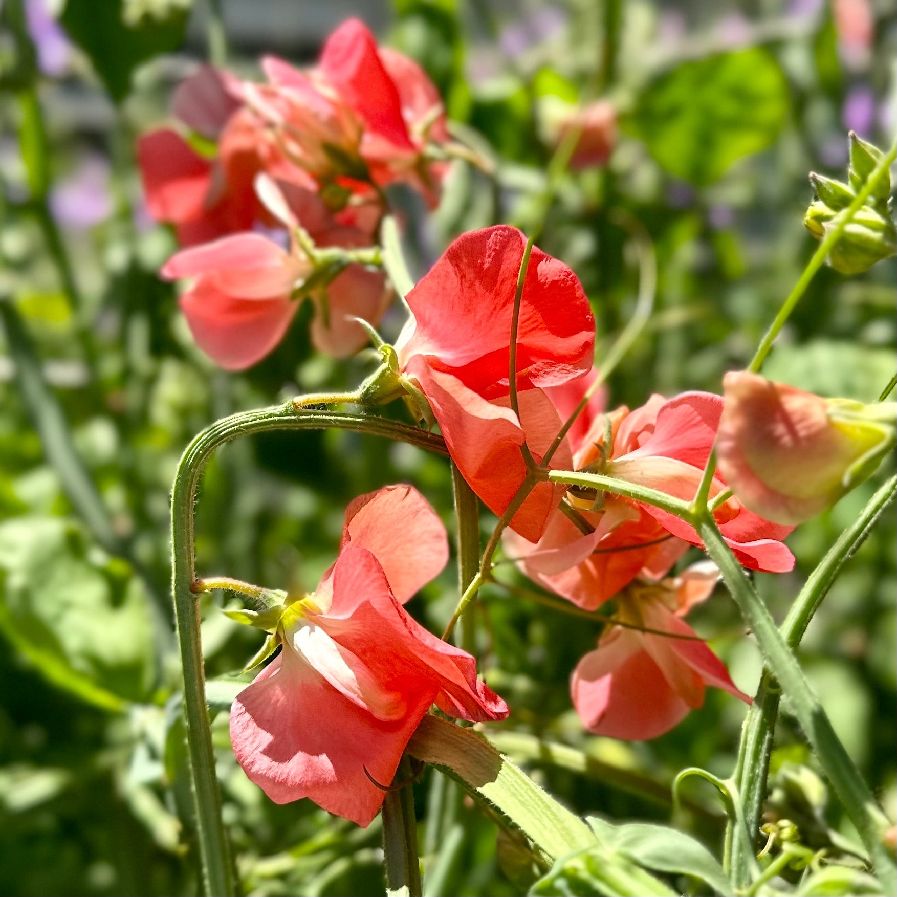 Sweet Pea ‘Maloy’ Seeds COMING SOON - Hollyhock Hill