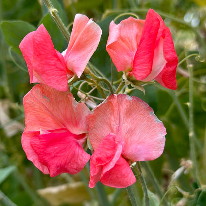Sweet Pea ‘Maloy’ Seeds COMING SOON - Hollyhock Hill