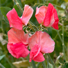 Load image into Gallery viewer, Sweet Pea ‘Maloy’ Seeds COMING SOON - Hollyhock Hill
