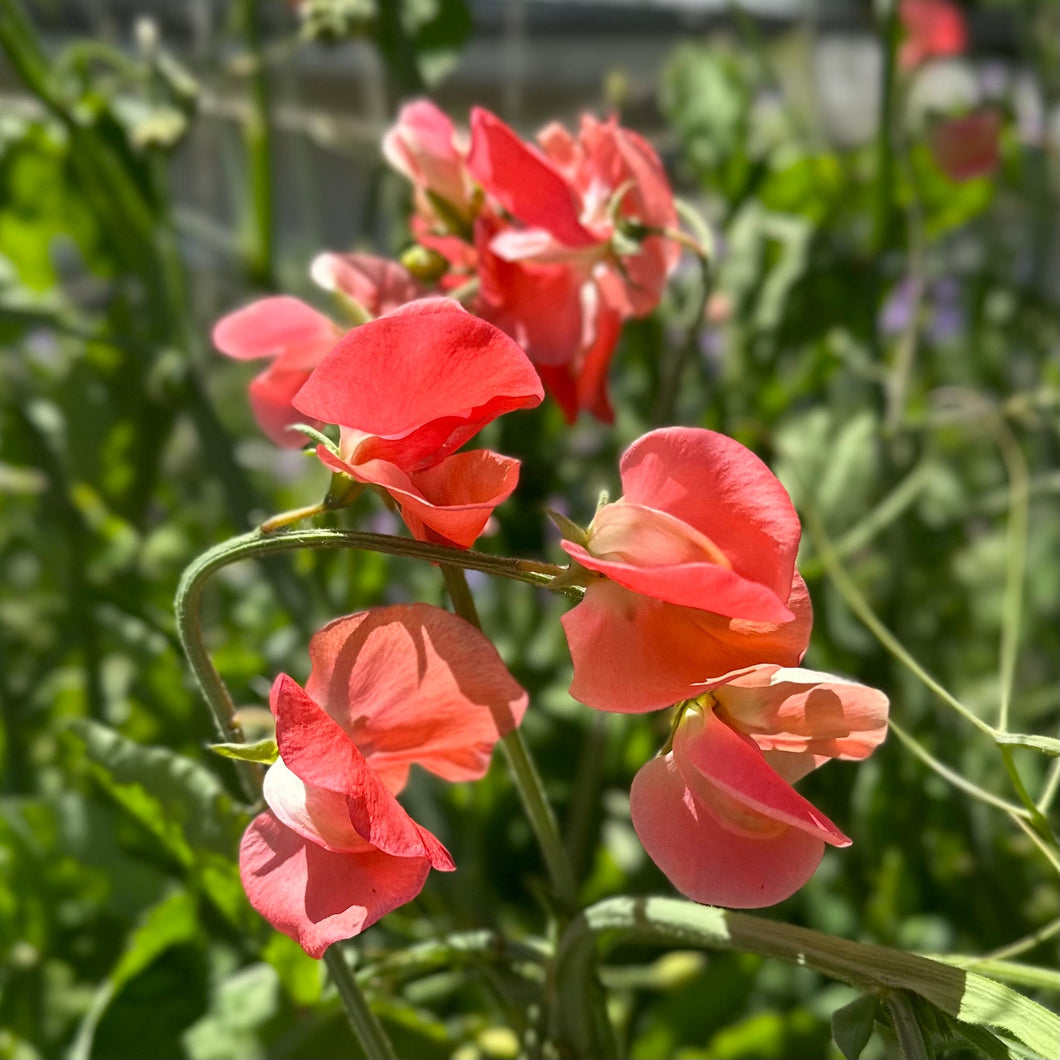 Sweet Pea ‘Maloy’ Seeds COMING SOON - Hollyhock Hill