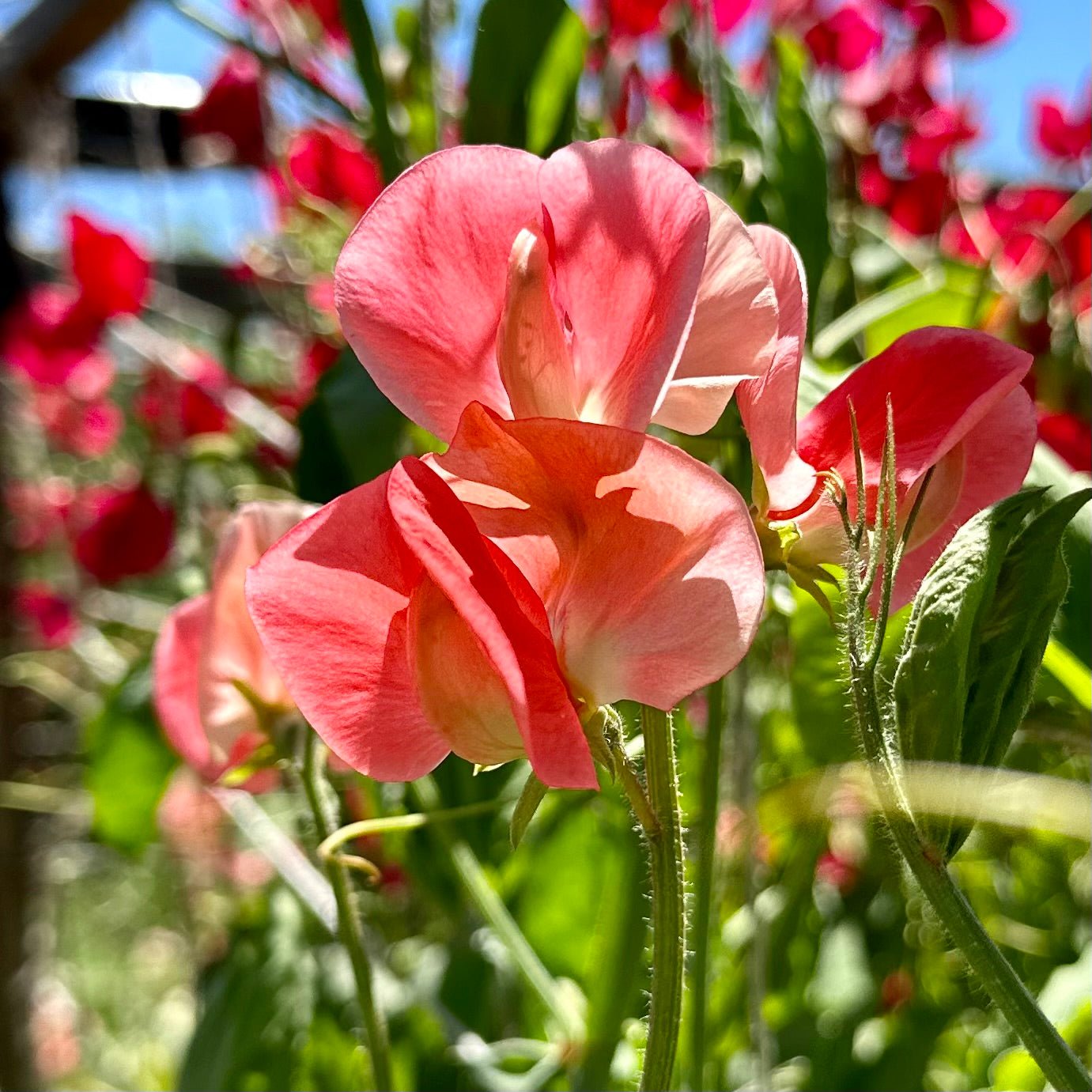 Sweet Pea ‘Maloy’ Seeds COMING SOON - Hollyhock Hill