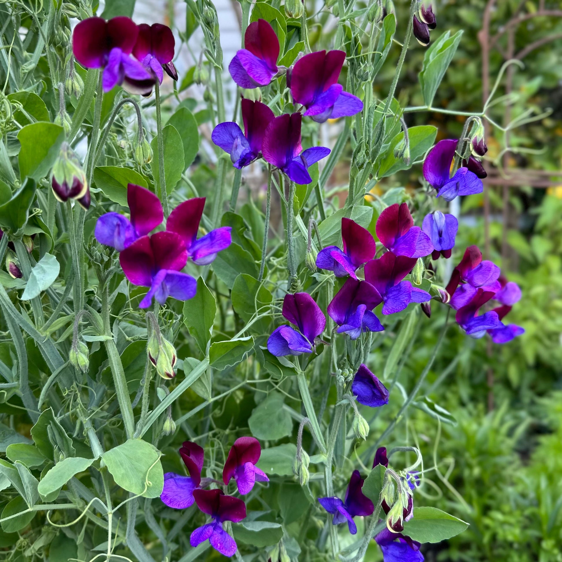 Sweet Pea 'Matucana' Seeds - Hollyhock Hill