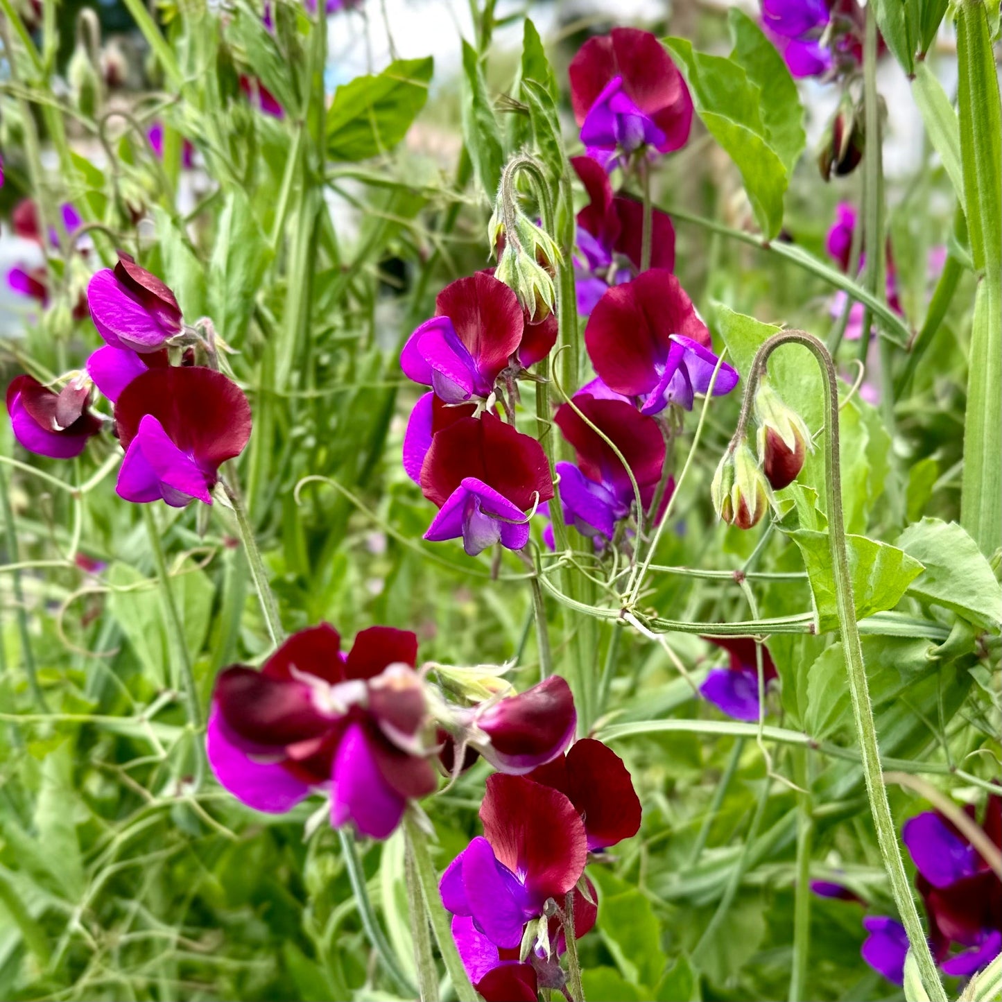 Sweet Pea 'Matucana' Seeds - Hollyhock Hill